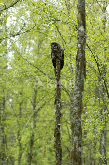 Laplanduil (Strix nebulosa)