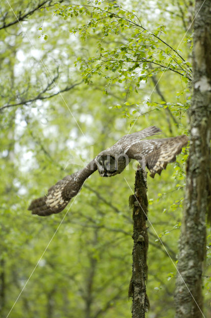 Laplanduil (Strix nebulosa)