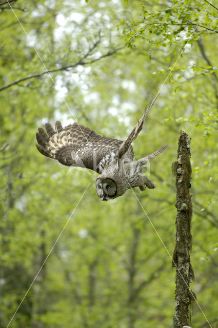 Laplanduil (Strix nebulosa)