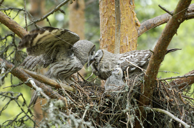 Laplanduil (Strix nebulosa)