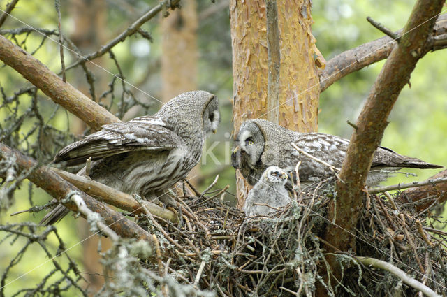 Laplanduil (Strix nebulosa)