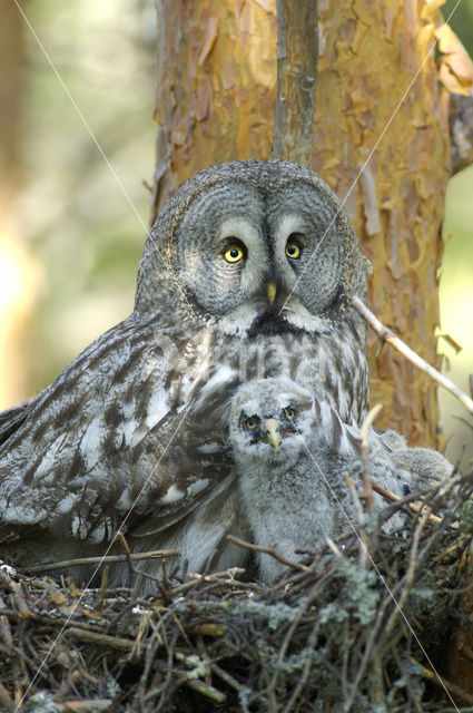 Laplanduil (Strix nebulosa)