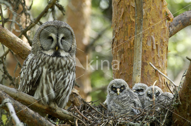 Laplanduil (Strix nebulosa)