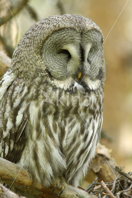 Laplanduil (Strix nebulosa)