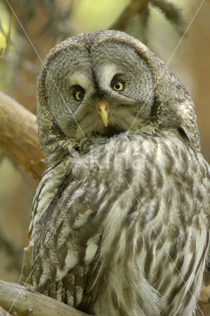 Laplanduil (Strix nebulosa)