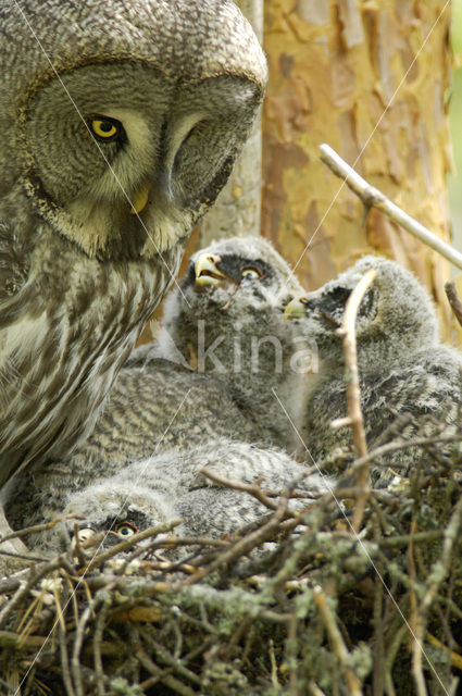 Laplanduil (Strix nebulosa)