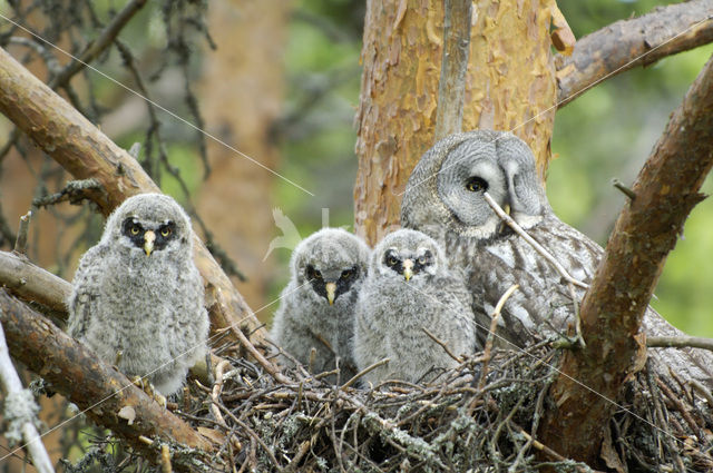 Laplanduil (Strix nebulosa)