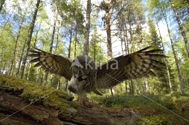 Laplanduil (Strix nebulosa)