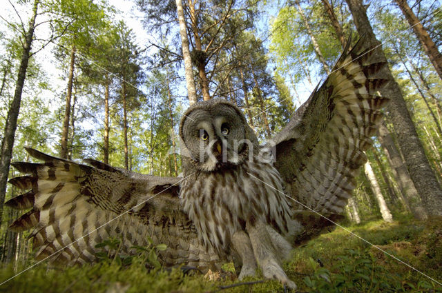 Laplanduil (Strix nebulosa)