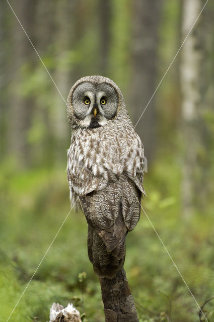 Laplanduil (Strix nebulosa)