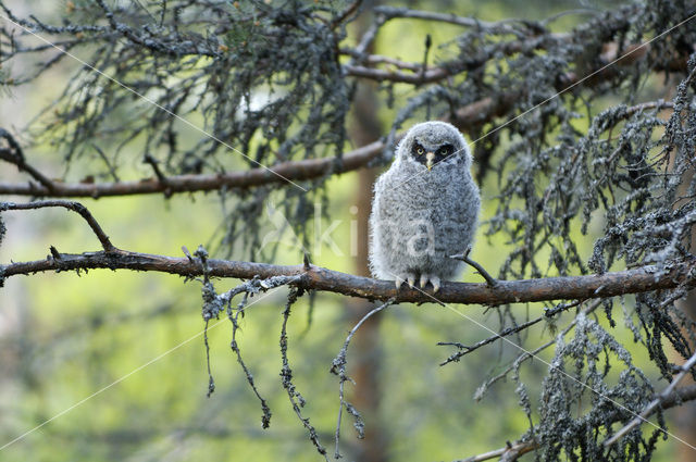 Laplanduil (Strix nebulosa)