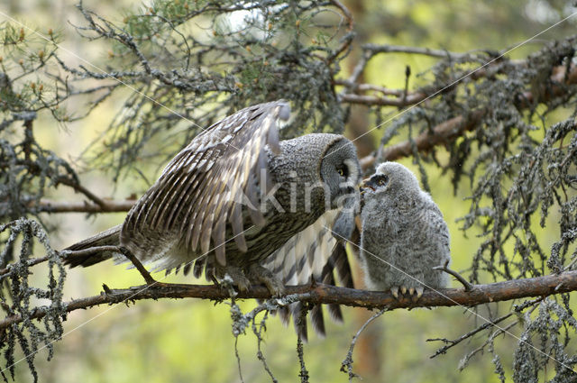 Laplanduil (Strix nebulosa)