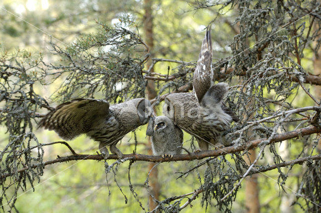 Laplanduil (Strix nebulosa)