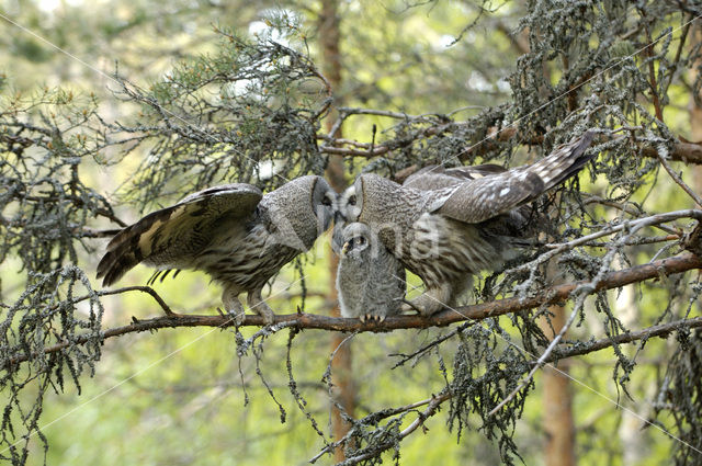 Laplanduil (Strix nebulosa)