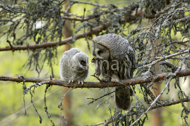 Laplanduil (Strix nebulosa)