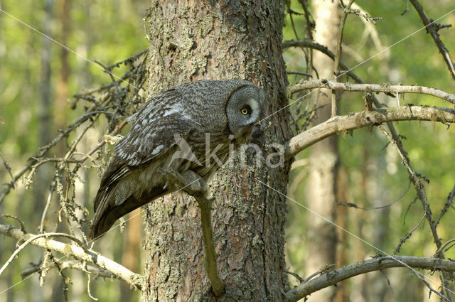 Laplanduil (Strix nebulosa)