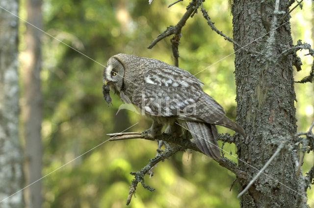 Laplanduil (Strix nebulosa)