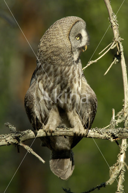 Laplanduil (Strix nebulosa)