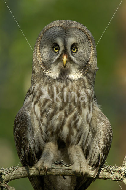 Laplanduil (Strix nebulosa)