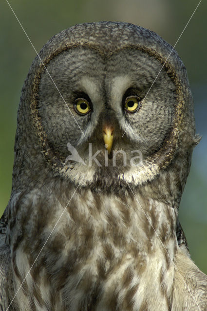 Laplanduil (Strix nebulosa)