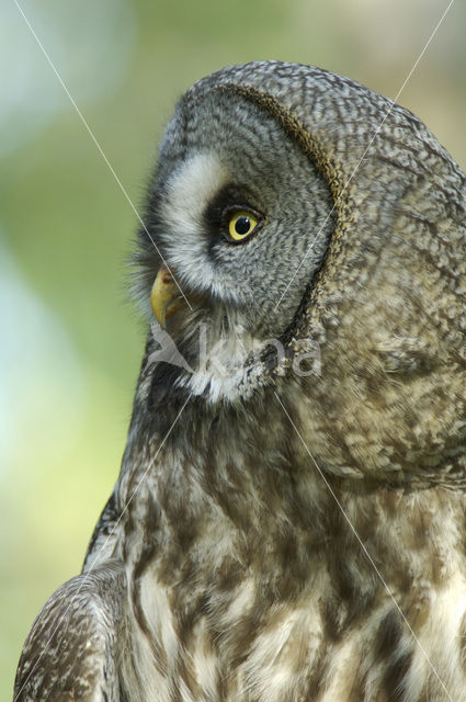 Laplanduil (Strix nebulosa)