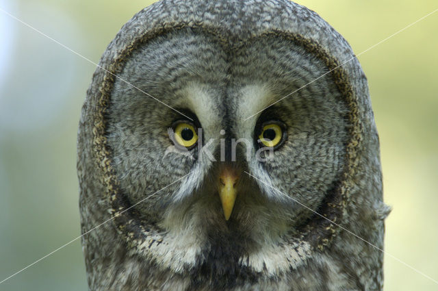 Laplanduil (Strix nebulosa)