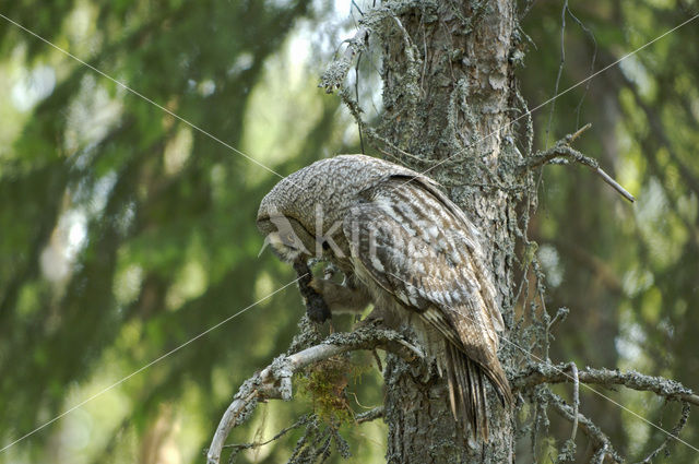 Laplanduil (Strix nebulosa)