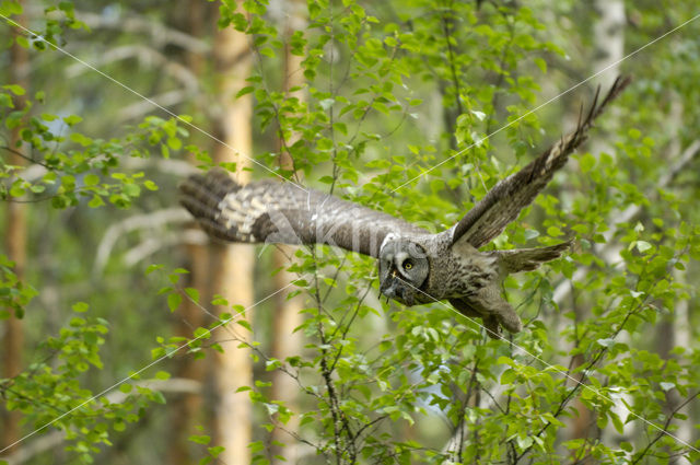 Laplanduil (Strix nebulosa)