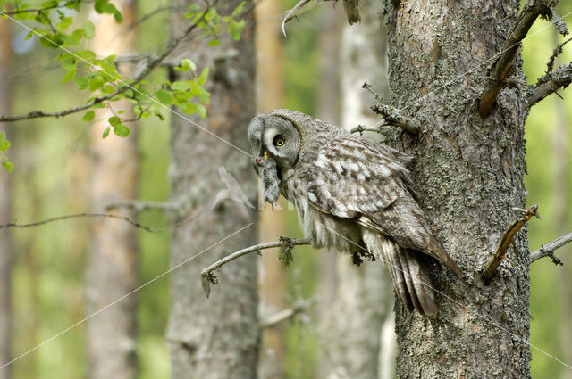 Laplanduil (Strix nebulosa)