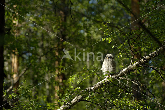 Laplanduil (Strix nebulosa)