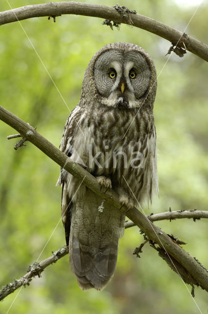 Laplanduil (Strix nebulosa)