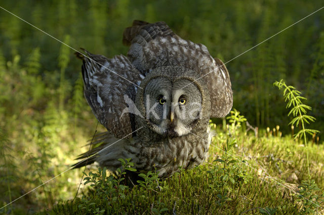 Laplanduil (Strix nebulosa)