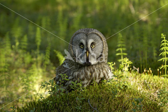 Laplanduil (Strix nebulosa)