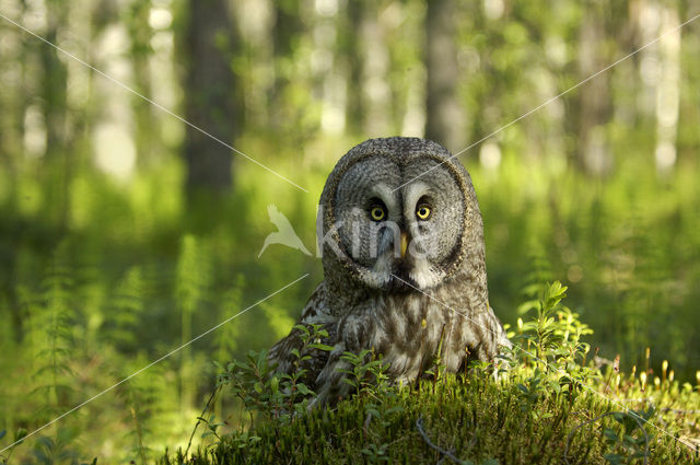 Laplanduil (Strix nebulosa)