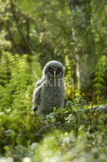 Laplanduil (Strix nebulosa)