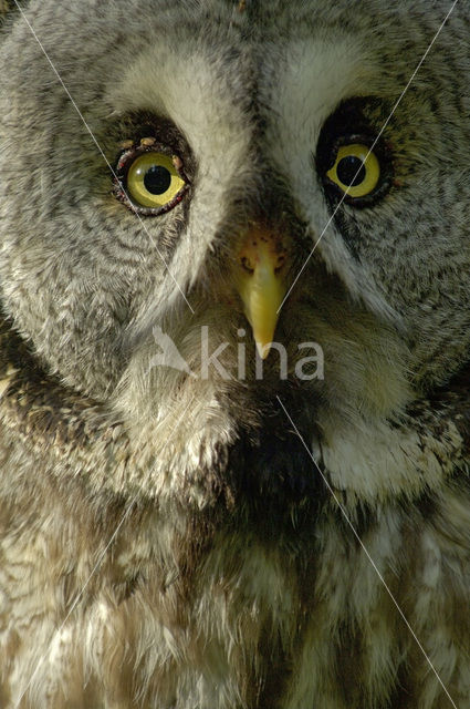 Laplanduil (Strix nebulosa)