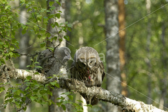 Laplanduil (Strix nebulosa)