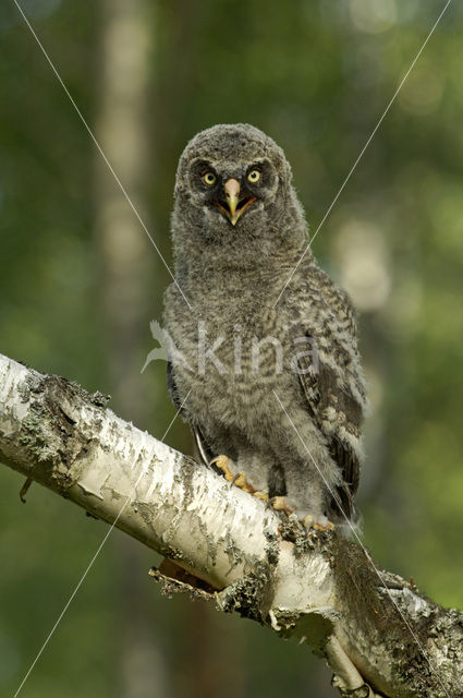 Laplanduil (Strix nebulosa)