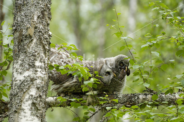 Laplanduil (Strix nebulosa)