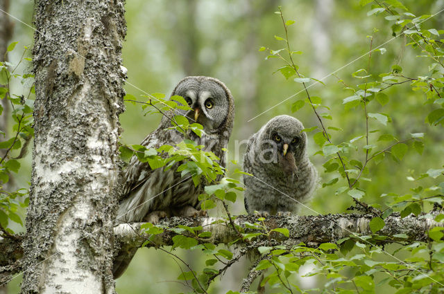 Laplanduil (Strix nebulosa)