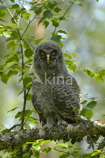 Laplanduil (Strix nebulosa)