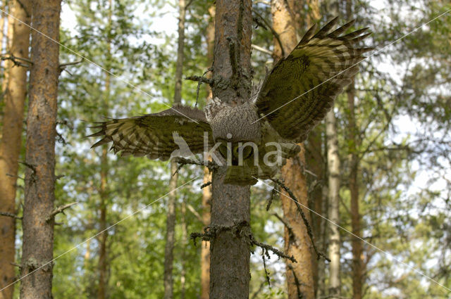 Laplanduil (Strix nebulosa)