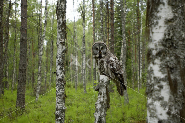 Laplanduil (Strix nebulosa)