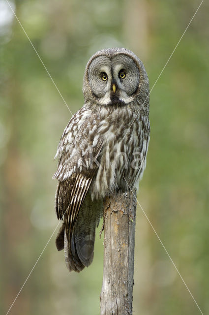 Laplanduil (Strix nebulosa)