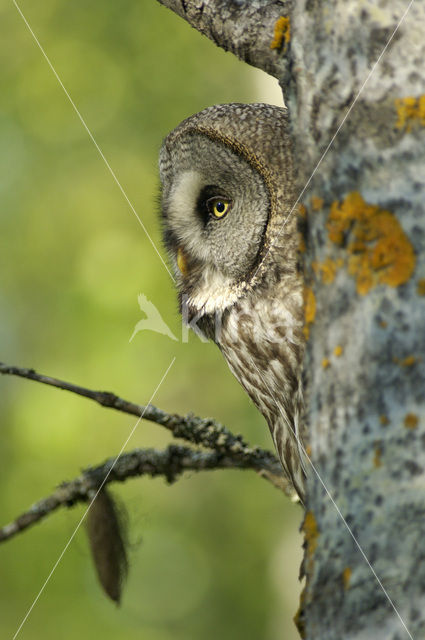 Laplanduil (Strix nebulosa)