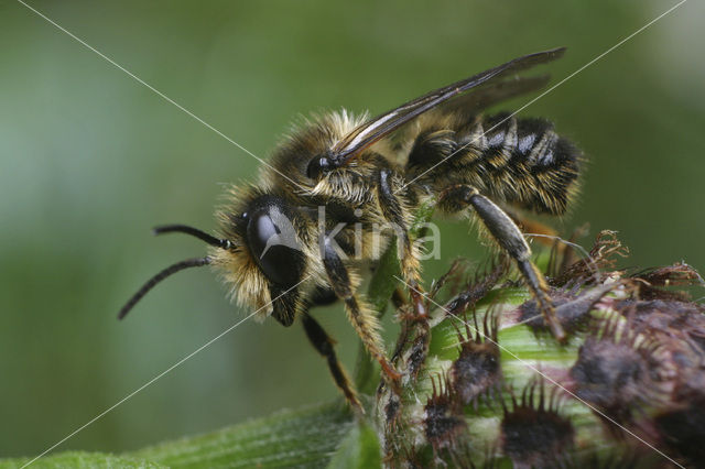 Lapse behangersbij (Megachile lapponica)