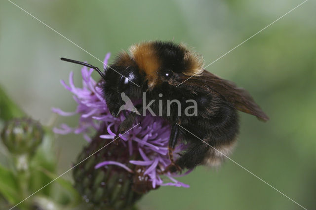 Barbut’s cuckoo bee (Bombus barbutellus)