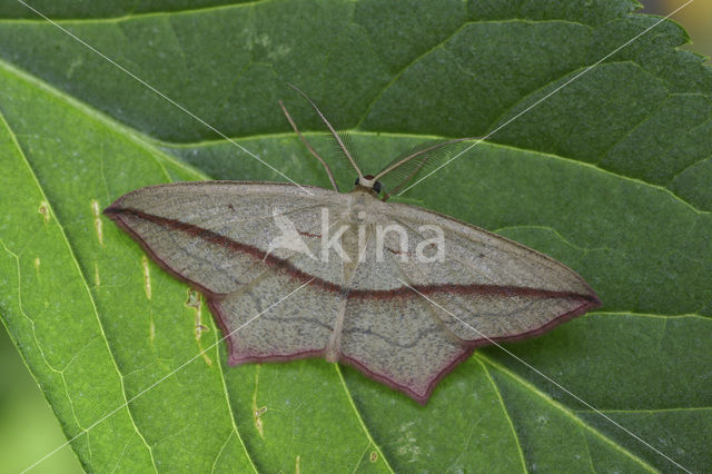 Lieveling (Timandra comae)