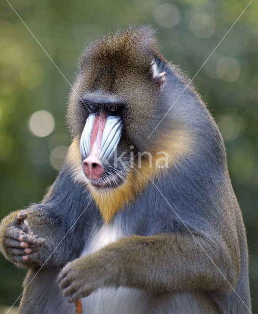 Mandril (Mandrillus sphinx)