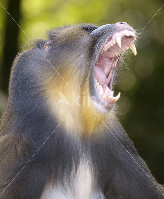 Mandril (Mandrillus sphinx)